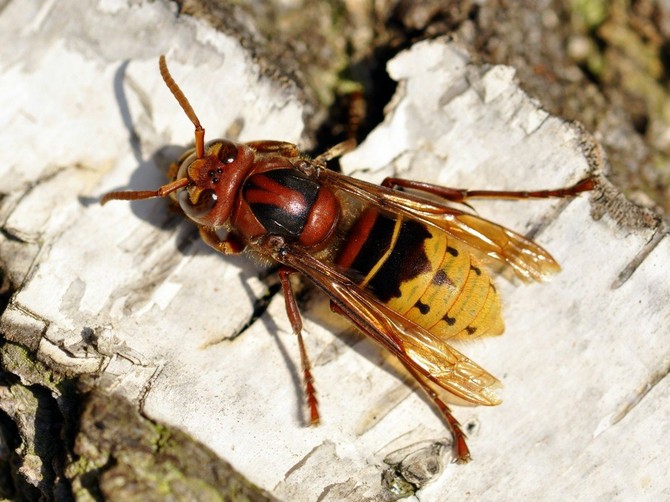 Oprez, ubod ovog insekta nije bezopasan!