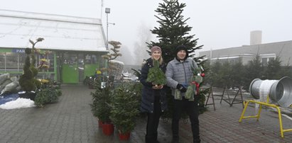 W tych punktach we Wrocławiu kupisz żywą choinkę!