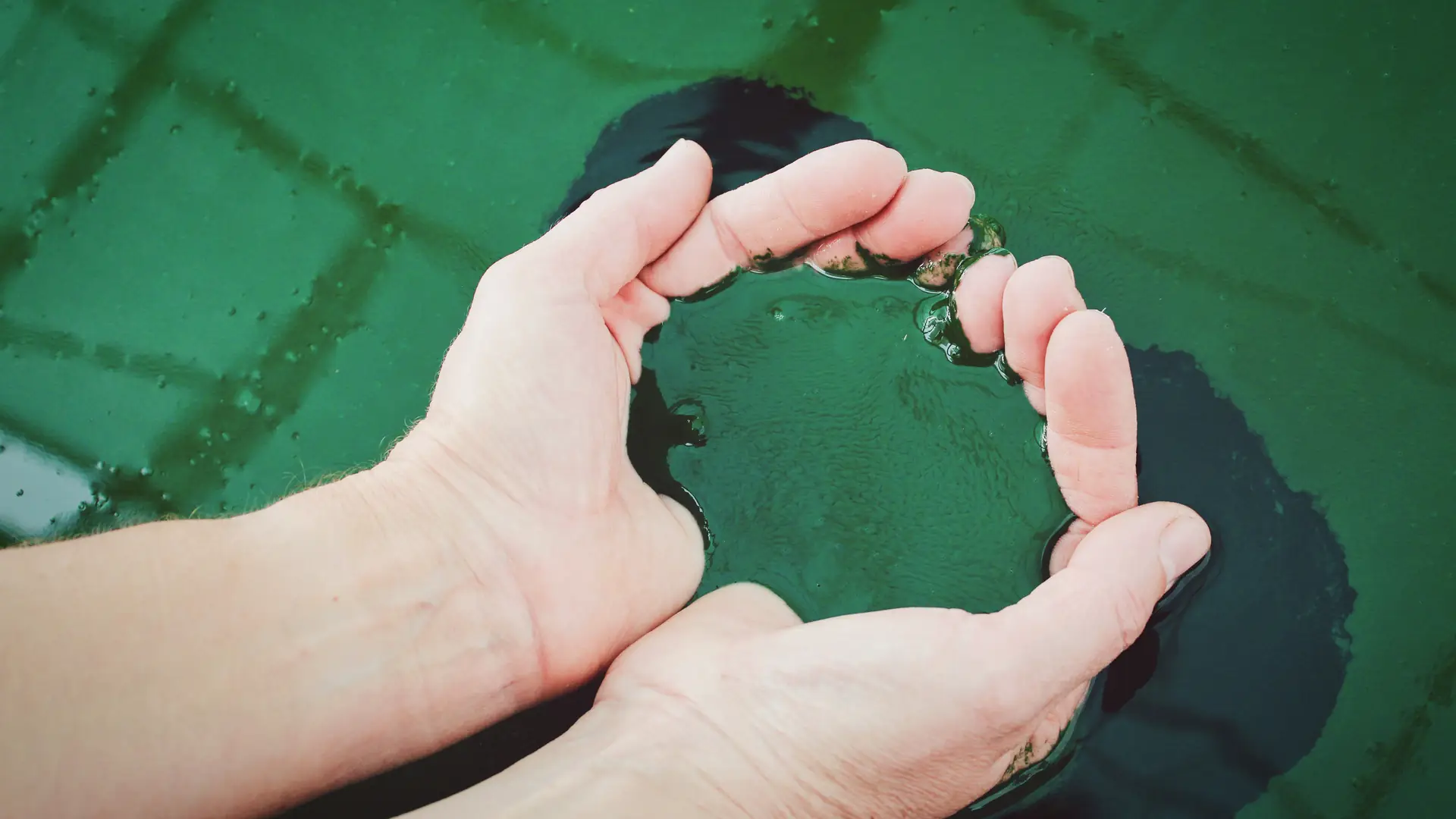 Chlorella i spirulina – zielone algi, które oczyszczają organizm, poprawiają wygląd skóry i leczą