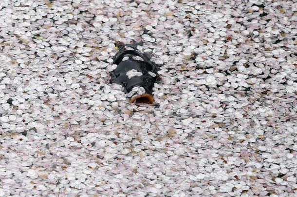 A carp swims in the Chidorigafuchi moat covered with petals of cherry blossoms in Tokyo