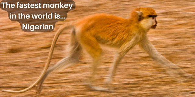 The world's fastest monkey is Nigerian [GWR]