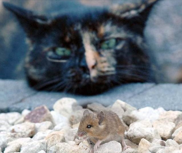 Kot i mysz