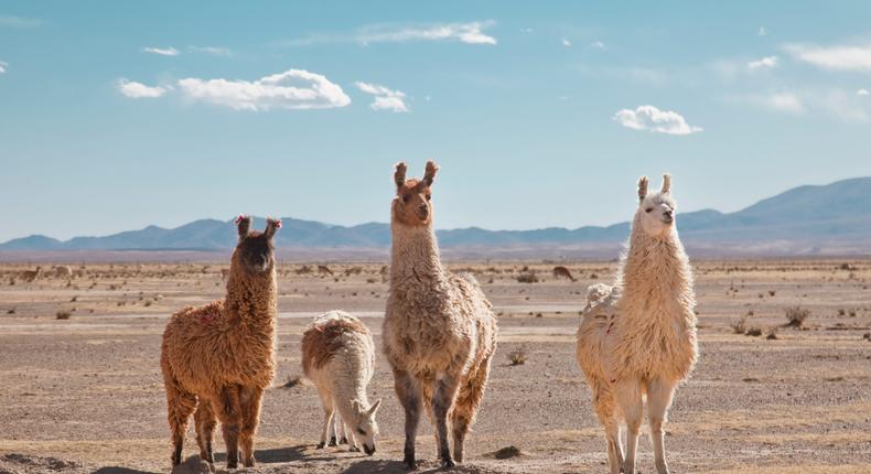 Llama poop is very nutrient dense, and therefore can help fertilize barren ground.Kathrin Ziegler/Getty Images