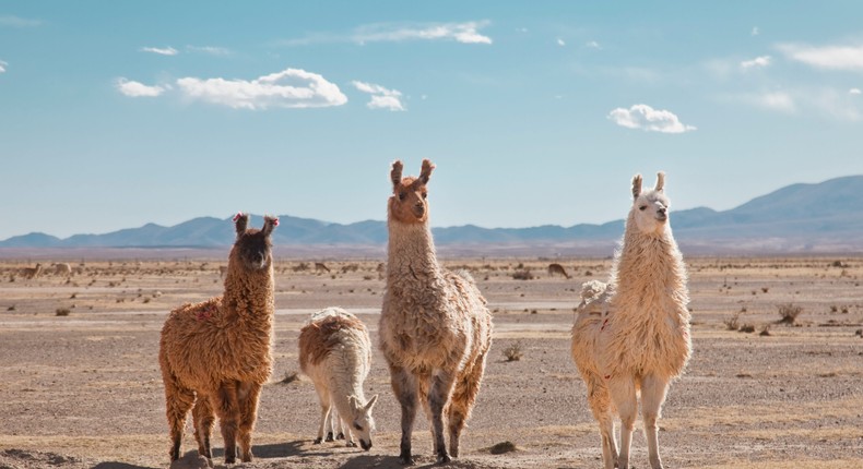 Llama poop is very nutrient dense, and therefore can help fertilize barren ground.Kathrin Ziegler/Getty Images