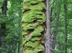 Czy minister środowiska uratuje puszczę?