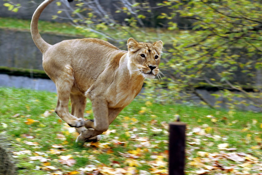 Sztuczne zapłodnienie lwów w łódzkim zoo 