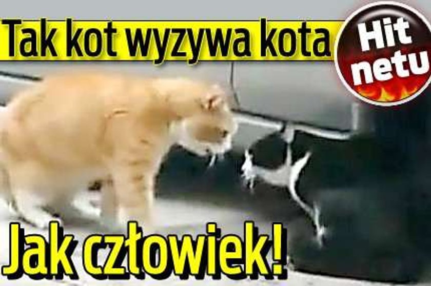 Hit netu. Tak kot wyzywa kota. Jak człowiek!