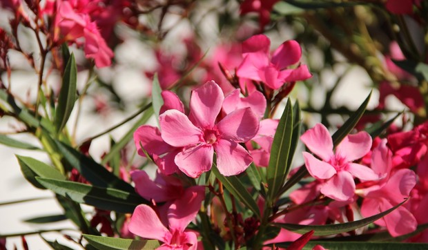 Oleander