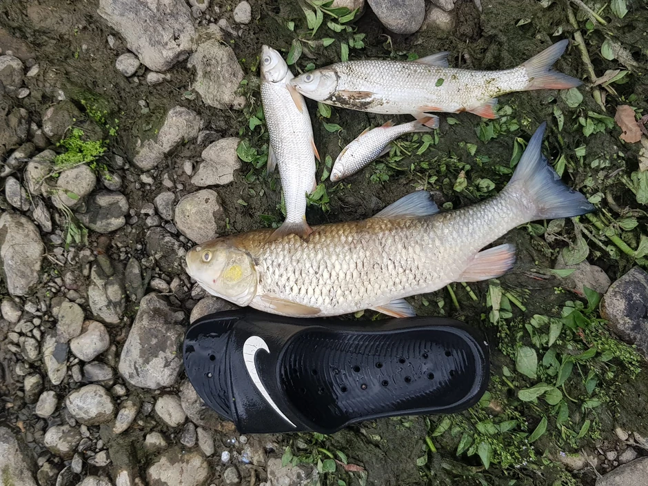 Kolubara je na svoju obalu icbacila velike količine uginule ribe