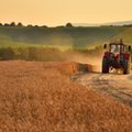 Ceny zbóż najwyżej od kilku lat. Jeśli chleb podrożeje, to niewiele. Ucierpieć może głównie jedna branża