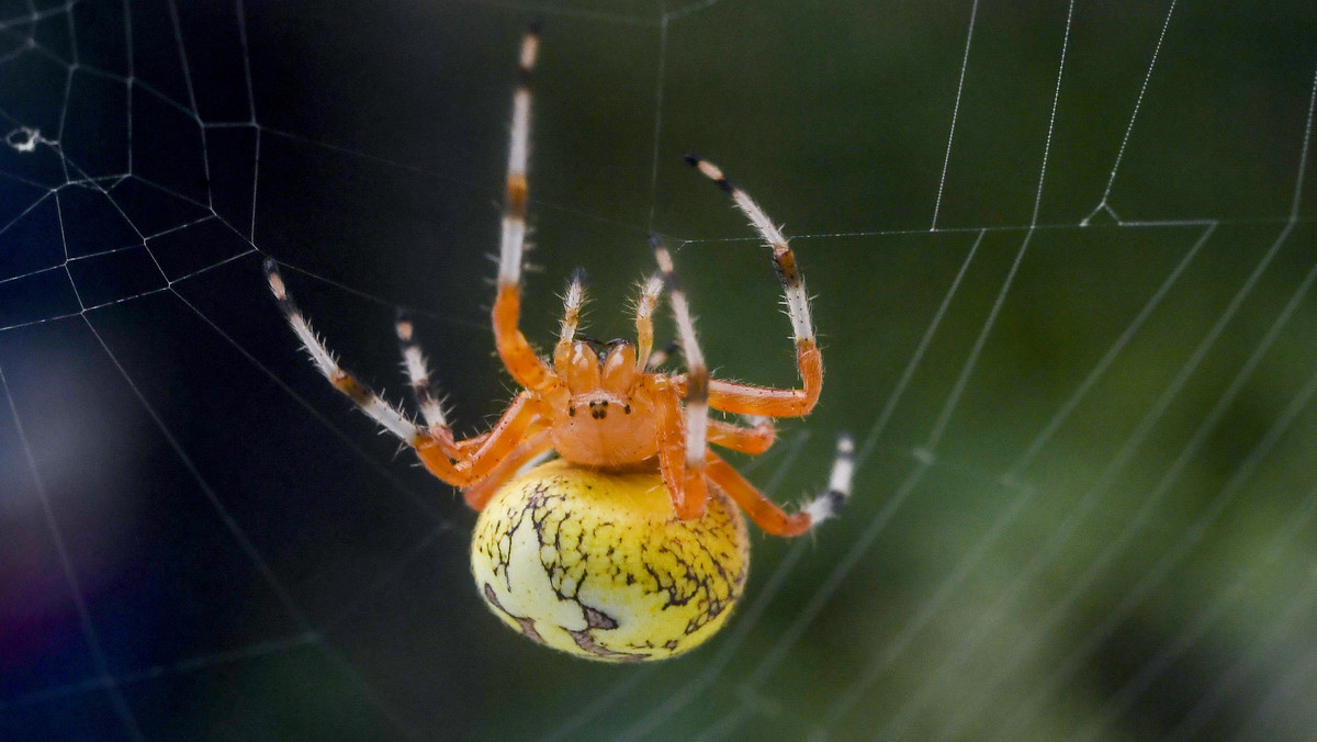 Dlaczego zabijamy pająki? Przyczyny mogą zaskakiwać