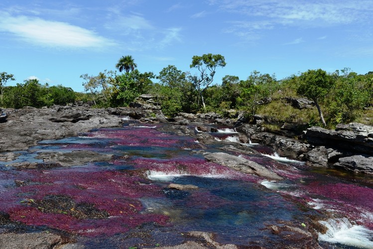 3. Caño Cristales River, Kolumbia