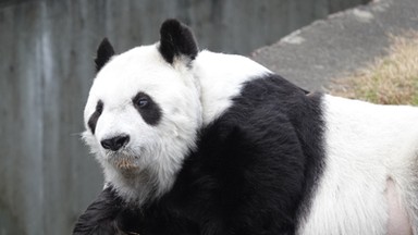 Najstarsza panda w Japonii nie żyje. Znamy przyczynę śmierci