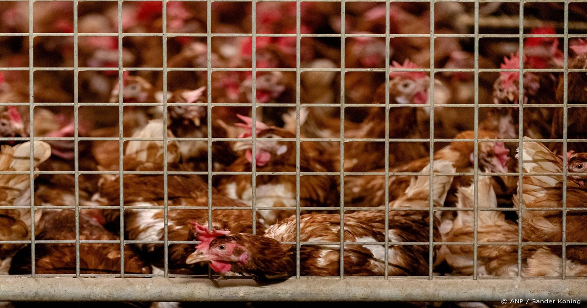 161.000 kippen geruimd na vogelgriep uitbraak Dodewaard