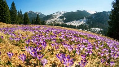 Śnieg opóźnia sezon kwitnienia krokusów w Tatrach