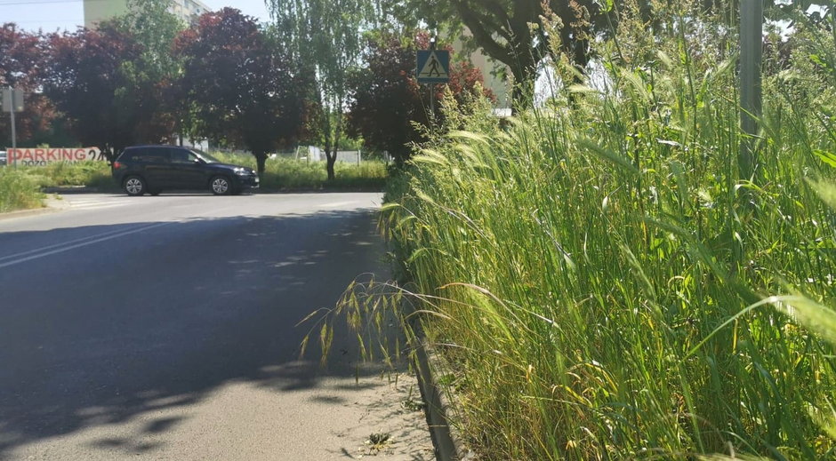 Wysoka trawa na skrzyżowaniu ul. Bora-Komorowskiego i ul. Obrońców Pokoju w Gorzowieg