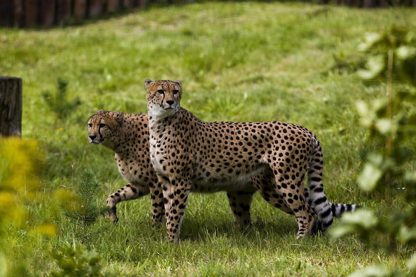 Gepardy z gdańskiego zoo