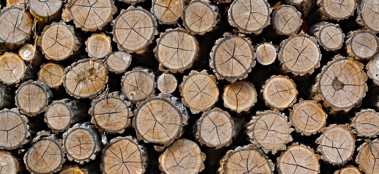 Na wycięcie drzewa trzeba uzyskać zgodę w gminie. Od soboty obowiązują zaostrzone przepisy