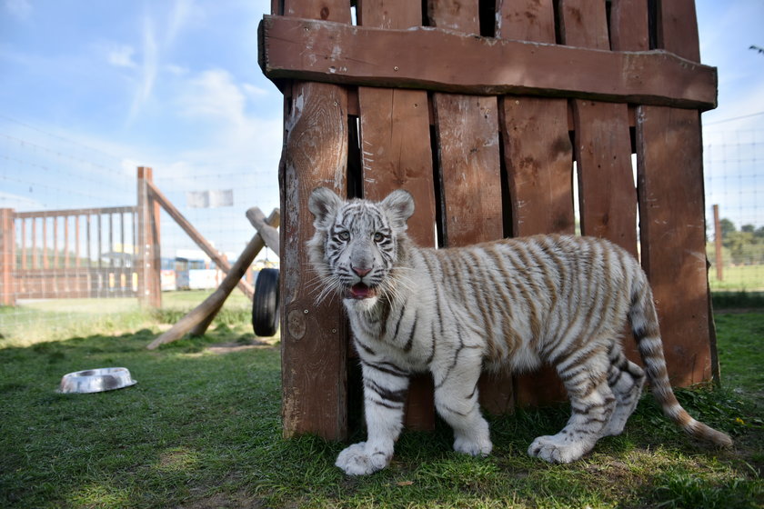 Szczepienie tygrysów w zoo w Borysewie