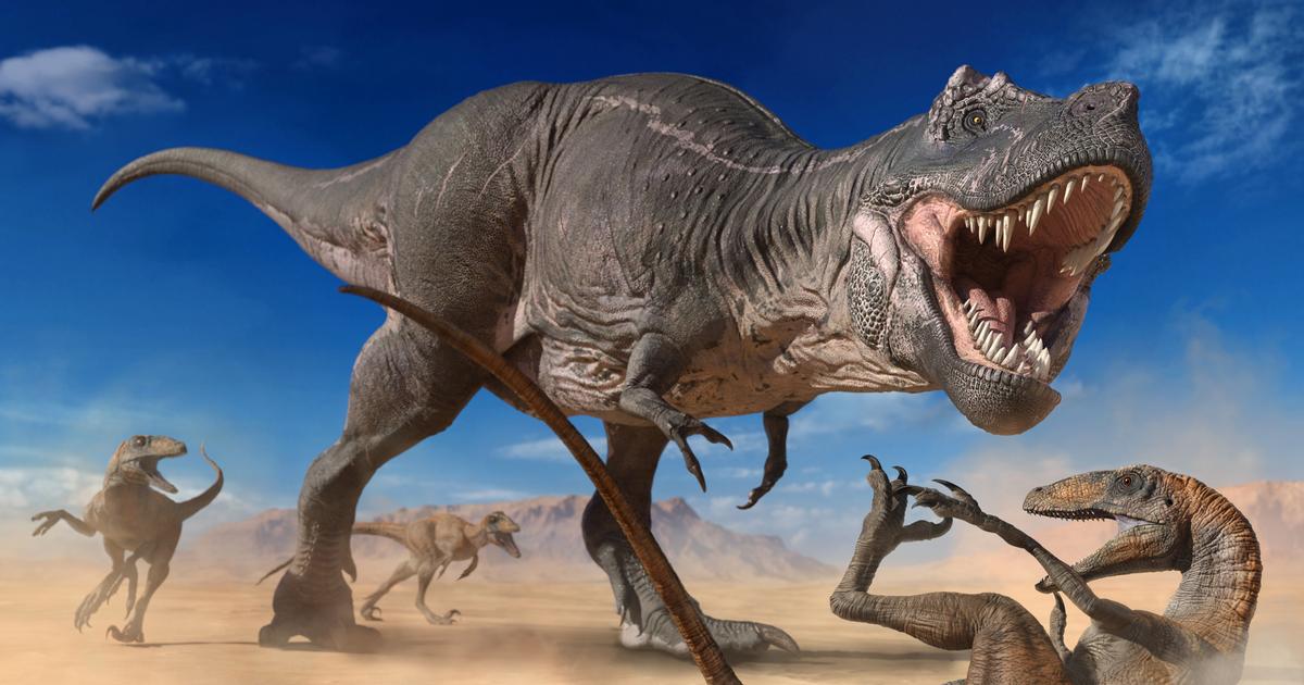 Științe.  Tiranosauridele formau haite, așa cum fac lupii astăzi