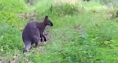 Leśnicy przecierali oczy. W polskim lesie pojawił się... kangur. Jest nagranie! Wiadomo, skąd się wziął
