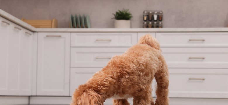 Gdzie wyrzucać puszkę po karmie dla psa lub kota? Wiele osób popełnia ten błąd