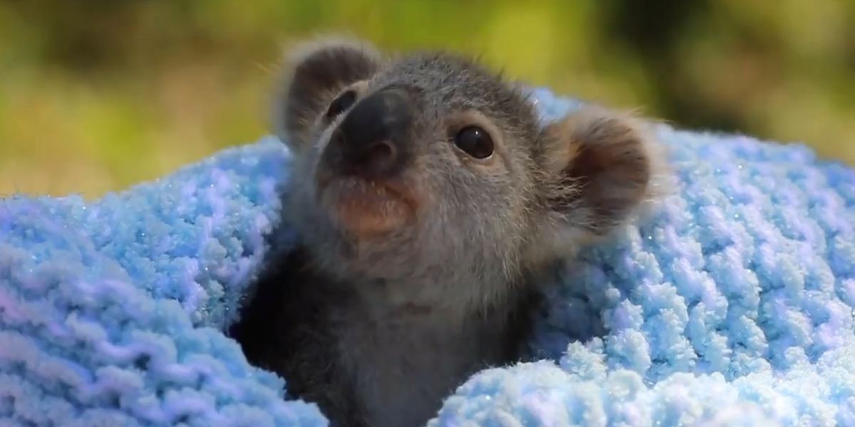 Australia: Miś Koala Lewis nie żyje. Został uśpiony ...