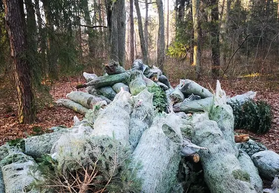 "Co za marnotrawstwo". Zdjęcie porzuconych choinek w plastiku bulwersuje internautów