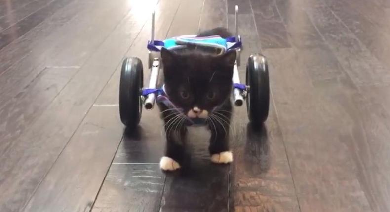 Cassidy the kitten taking his first unaided steps