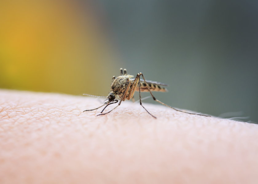 Do ukąszenia przez komara może dojść pomimo zastosowanych środków ochrony.