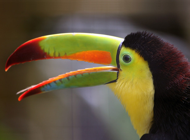 Kostarykański raj dla egzotycznych zwierząt