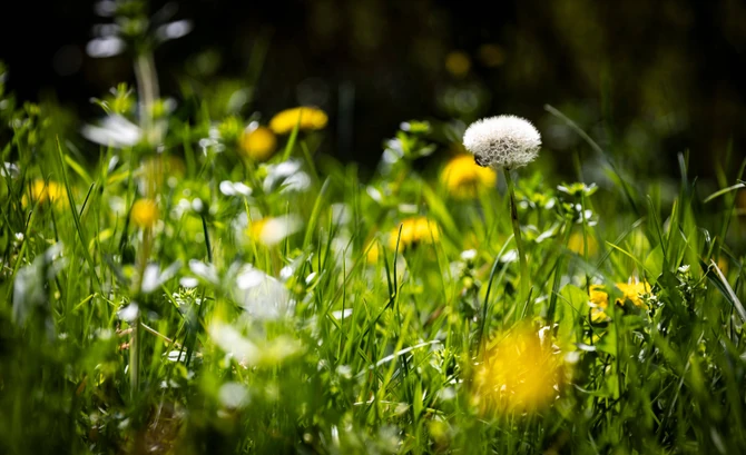 Za maslačak se često kolokvijalno kaže da sadrži celu apoteku u sebi
