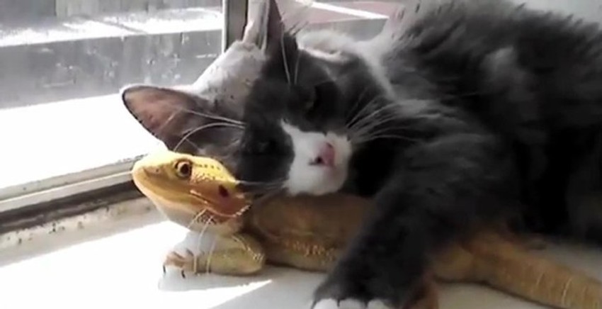 Crno-bela maca i iguana vole zajedno da se odmaraju