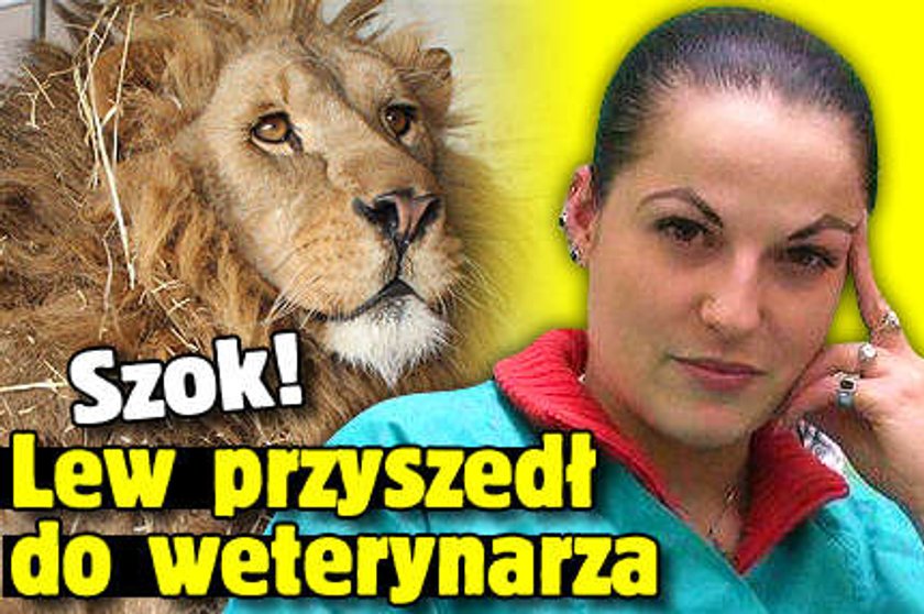 Szok! W Kielcach lew przyszedł do weterynarza!