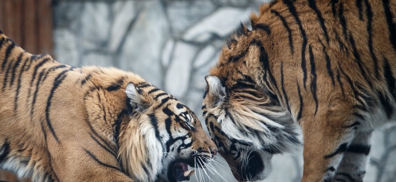 Tragedia we wrocławskim zoo. Tygrys zabił pracownika ogrodu