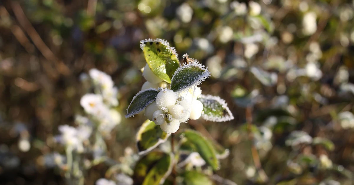 Mgły, szadź i 7 stopni mrozu w nocy. Wtorek, 2 grudnia 2025, pod znakiem zachmurzenia i niebezpiecznych warunków