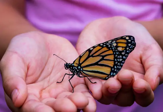 Wylądował na tobie motyl? To może być ważny znak ostrzegawczy