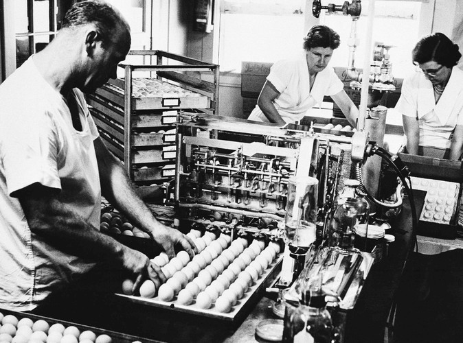 Tak kiedyś produkowano szczepionkę przecwko grypie. Na tym zdjęciu z 1957 roku pracownicy amerykańskiego koncernu Eli Lilly w laboratorium w Greenfield zarażają grypą jaja kurze azjatycką odmianą wirusa grypy