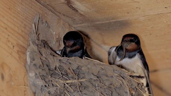 W czasie dużych mrozów i obfitych opadów śniegów wiele ptaków bez wsparcia człowieka nie ma szans na przeżycie.