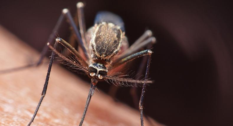 Do Mosquitoes Transmit COVID-19?