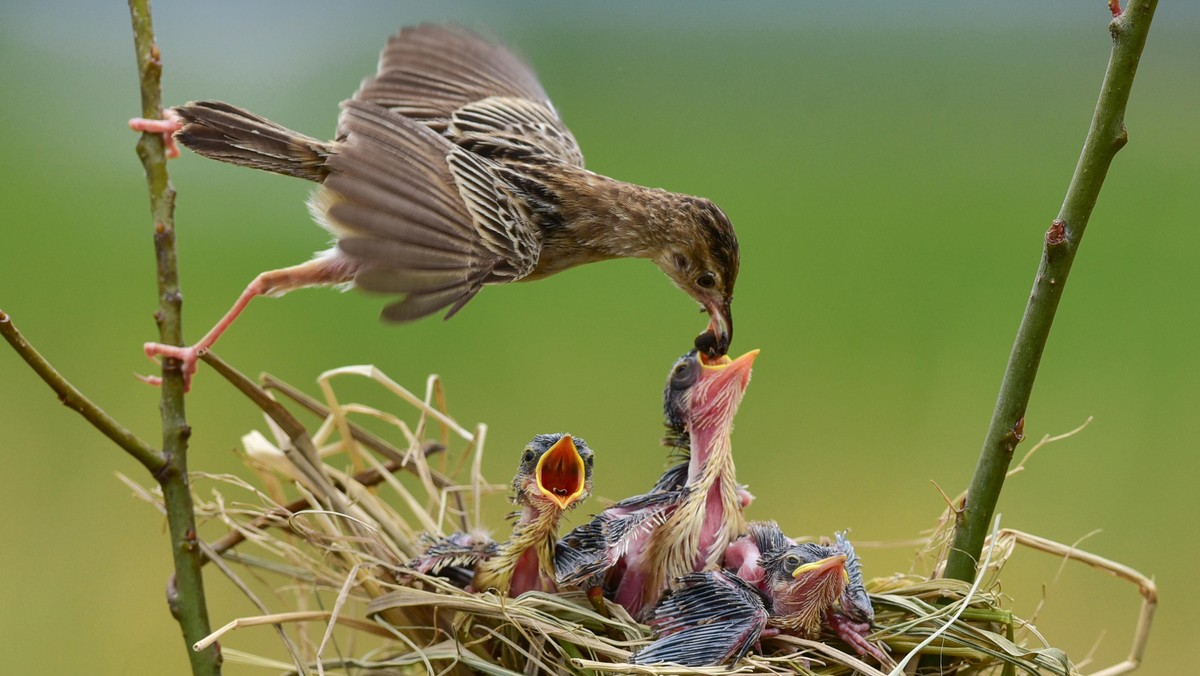 Zitting Cisticola Feeding Her Newborns