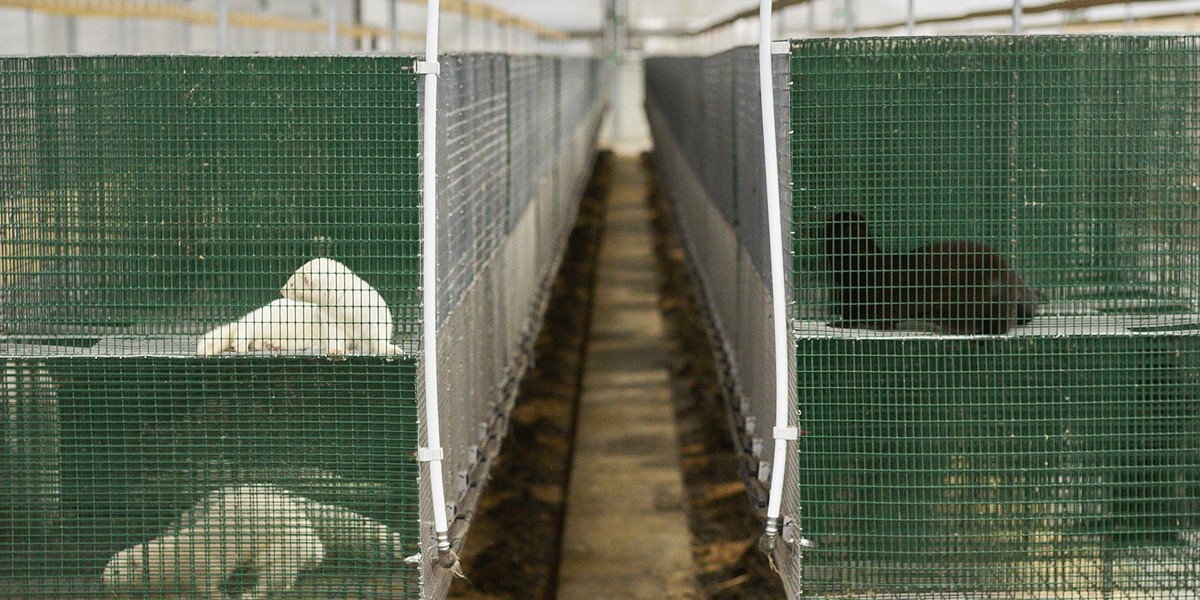 Nowelizacja wprowadza m.in. zakaz hodowli zwierząt na futra z wyjątkiem królika. Nowela przyznaje prawo do rekompensaty z budżetu państwa z tytułu zaprzestania chowu lub hodowli zwierząt futerkowych. 