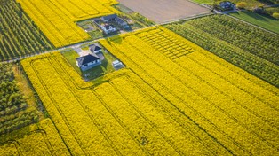 Odpowiedź Chin na kanadyjskie cła. Zapasy rzepaku w Kanadzie są największe od czterech lat