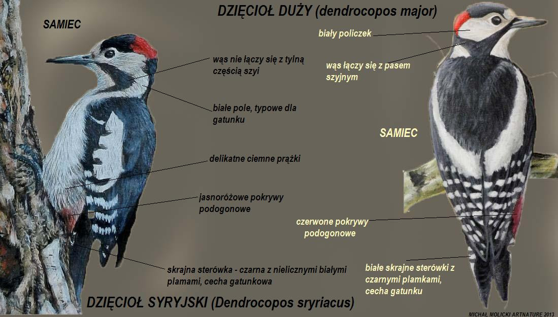 Czy odróżnisz te gatunki dzięcioła?