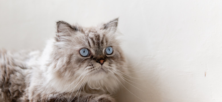 Koty też mogą być przeziębione i mieć katar. Powikłania bywają zabójcze dla naszych pupili