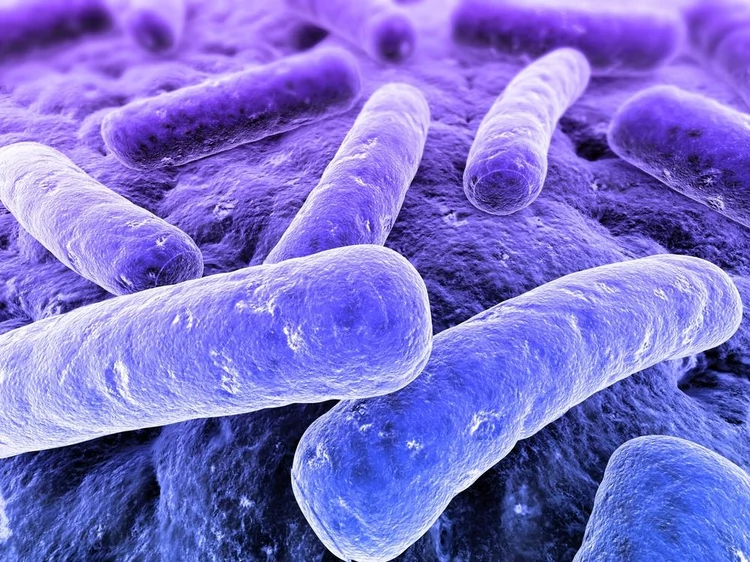 Probiotyki żywią się złymi bakteriami w organizmie