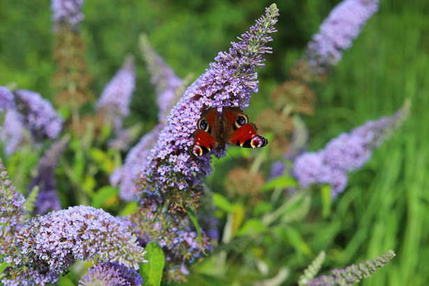 Inna nazwa Budlei Davida to motyli krzew, gdyż słodkim zapachem swoich kwiatów wabi motyle różnych gatunków