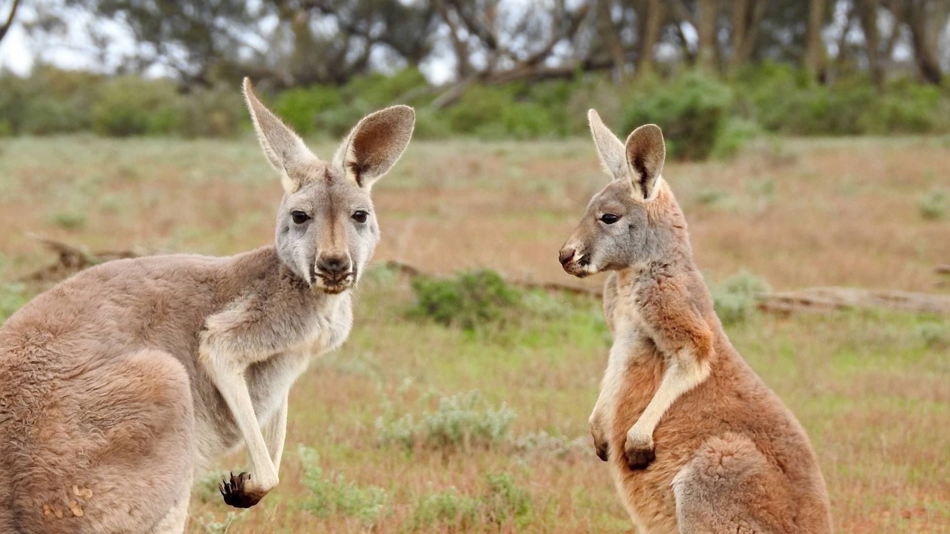 V Austrálii povolili odstrel kengúr. Z ich mäsa bude krmivo pre zvieratá