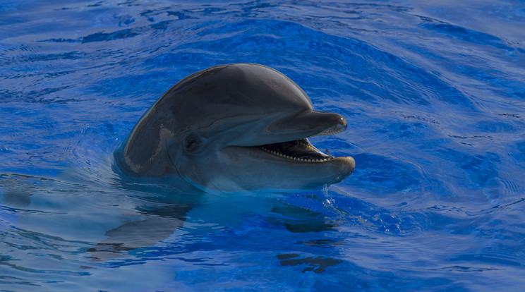 A delfinek például a gömbhal, azaz a fugu mérgét használják ahhoz, hogy időnként elbódítsák magukat / Fotó: Shutterstock