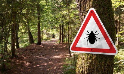 Nyakunkon a kullancsinvázió: ha ezeket a tüneteket észleli azonnal forduljon orvoshoz!